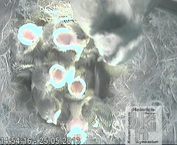 Frame 2013-04-28 19-46-22