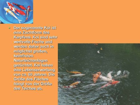 7h im Japanischen Garten Kaiserslautern 2 Seite 8